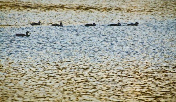 Akşam yüzmeye ördekler — Stok fotoğraf