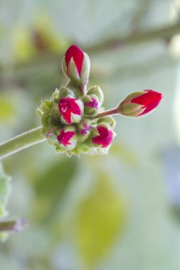 Geranium flower buds still unopened