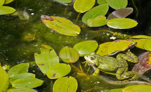 Grenouilles dans un étang jouissant plein de feuilles vertes — Photo