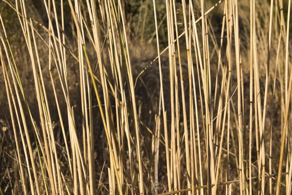Giallo paglierino selvatico e secco durante l'estate — Foto Stock