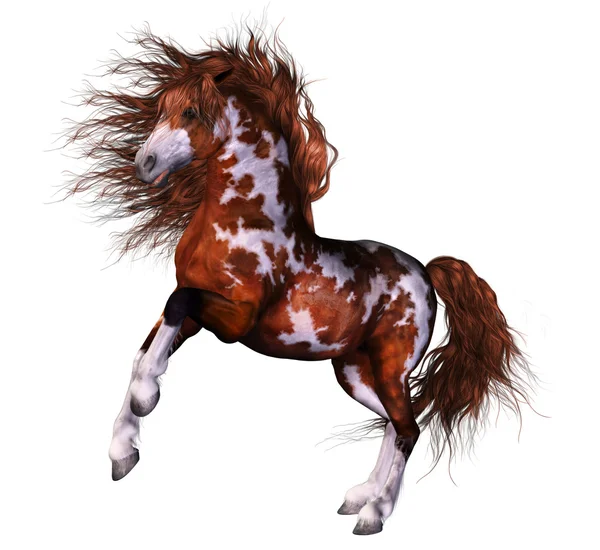 En underbar häst — Stockfoto