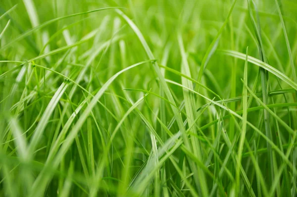 Stock image Lush green grass