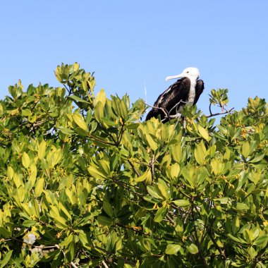 Frigate baby bird in Contoy island mangrove clipart