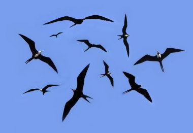 Frigate bird silhouette backlight breeding season clipart