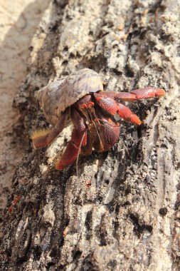Red Legged Hermit Crab in Mexico beach sand clipart