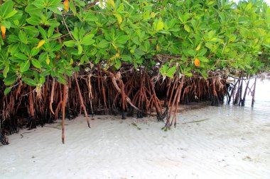 caribbean sea shore hava tesisimizde mangrov kökleri