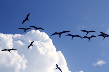 Frigate bird silhouette backlight breeding season clipart