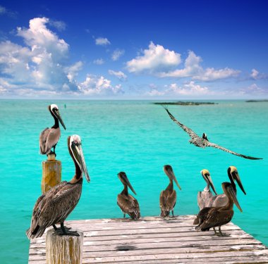 Caribbean pelican turquoise beach tropical sea clipart