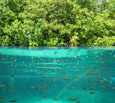 Mangrove up down waterline real ecosystem