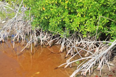 Mangrove plant red water and aerial roots blue sky clipart