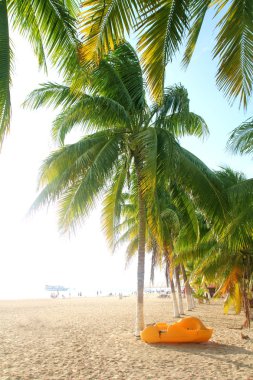 Isla mujeres Kuzey plaj tropikal Hindistan cevizi hurma ağaçları