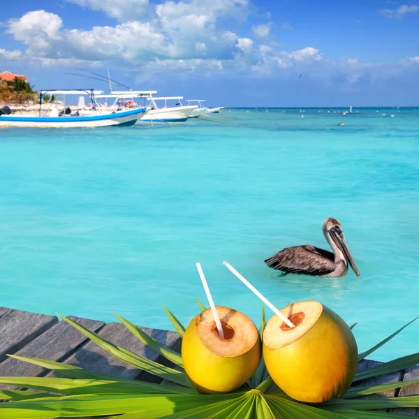 Caribbean fresh coconuts cocktail pelican swimming — Stock Photo, Image