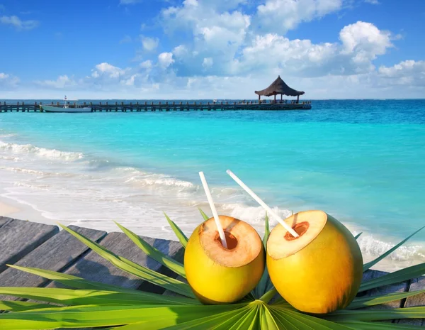 Kokosové koktejl palm stromu listí v Karibiku — Stock fotografie