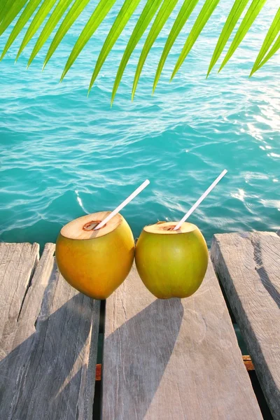 Coconuts cocktail palm tree leaf in Caribbean — Stock Photo, Image