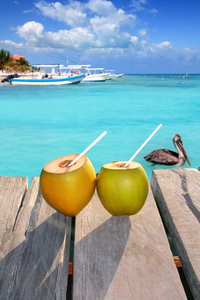 Coco fresco caribenho coquetel pelicano natação — Fotografia de Stock