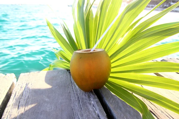 Coconuts cocktail palm tree leaf in Caribbean — Stock Photo, Image