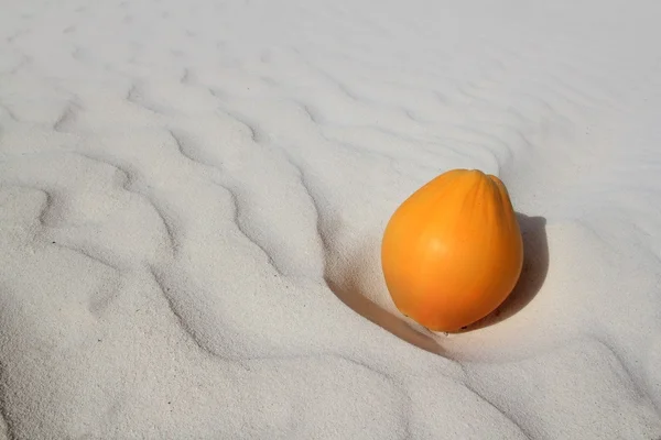 Coconut on Caribbean beach white sand ripe — Stock Photo, Image