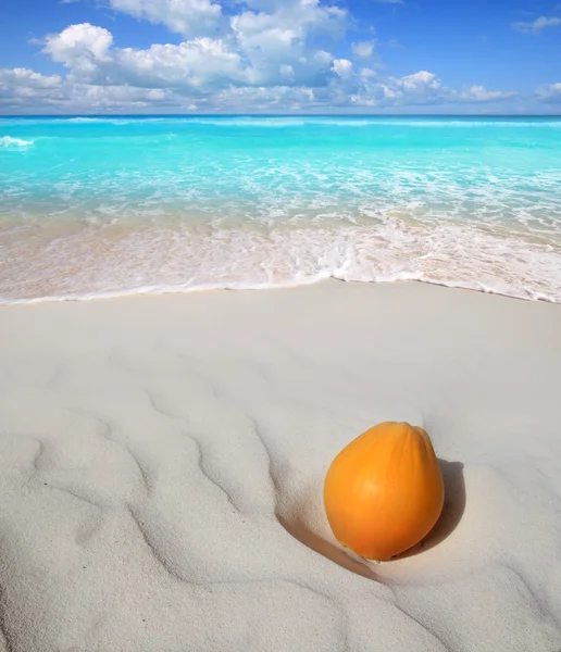 Coco en la playa del Caribe arena blanca madura —  Fotos de Stock