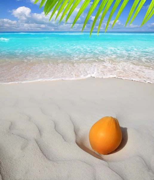 Kokosnoot op Caribisch strand wit zand rijp — Stockfoto