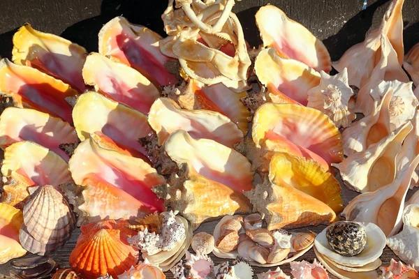 Seashells shark jaws clams Caribbean sea souvenirs — Stock Photo, Image