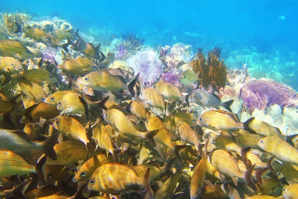 Arrecife de coral caribeño Riviera Maya Pescado gruñón —  Fotos de Stock