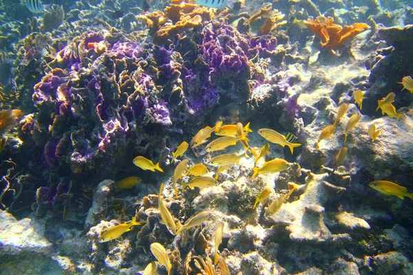 Koral rafy Karaibów riviera maya chrząknięcie ryb — Zdjęcie stockowe