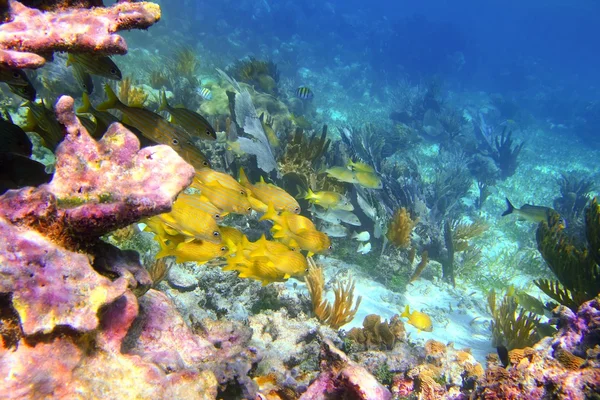Koral rafy Karaibów riviera maya chrząknięcie ryb — Zdjęcie stockowe