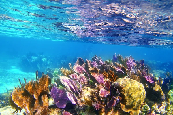 Caribbena mercan kayalığı Maya Rivierası renkli — Stok fotoğraf