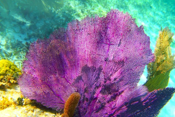 Karaiby rafy koralowej Riwierze Majów kolorowy — Zdjęcie stockowe