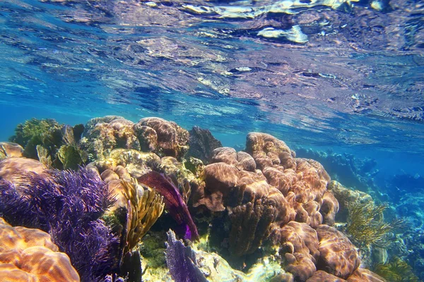 Caribbena koraal rif Maya riviera kleurrijke — Stockfoto