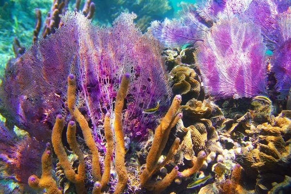 Recife de coral das Caraíbas Riviera maia colorido — Fotografia de Stock