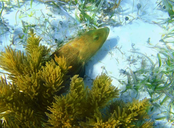 Pesce cernia caraibica in fondo sabbia — Foto Stock