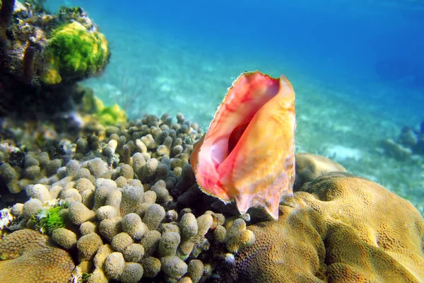 Seashell in caribbean reef colorful sea Mayan Riviera — Stock Photo, Image