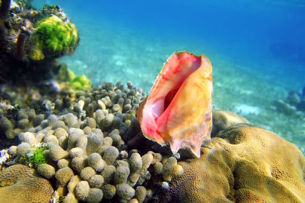 stock image Seashell in caribbean reef colorful sea Mayan Riviera