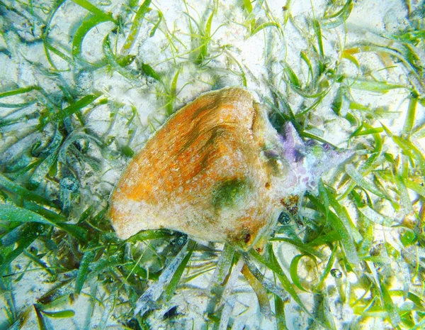 Seashell in Caribische zee over witte zand bodem — Stockfoto