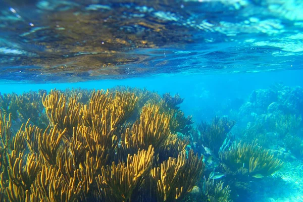 Riviera maia gorgoniana macia paisagem marinha recife — Fotografia de Stock