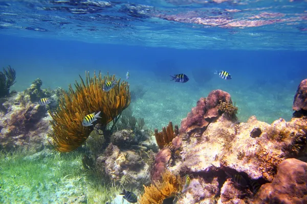 军士长鱼在加勒比珊瑚礁墨西哥 — 图库照片