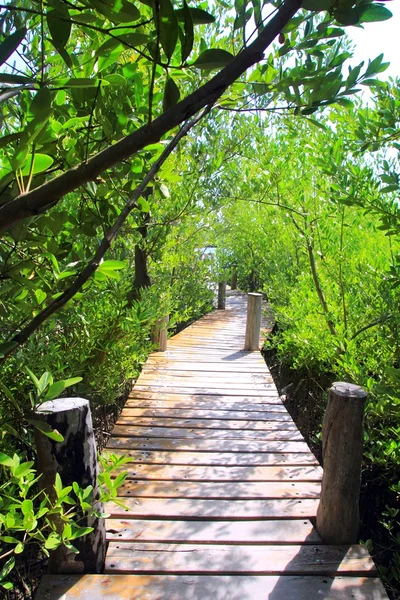 Mangrove forest walkway jungle mexico — Stock Photo, Image