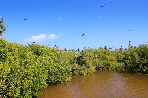 Fregat vogels reproductie contoy eiland mangrove — Stockfoto