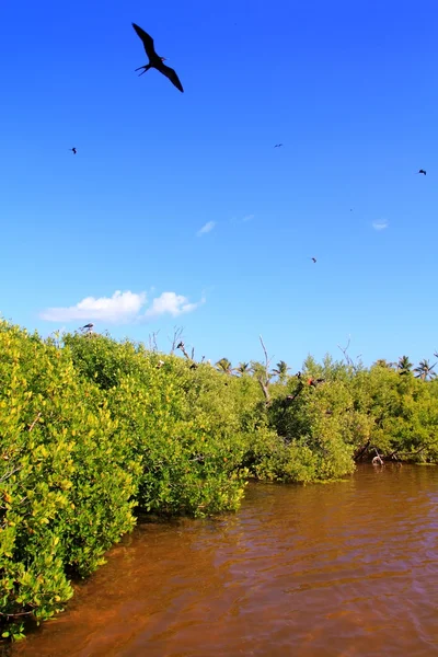 Frigate bird reproduction Contoy island mangrove — Stock fotografie