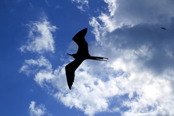 Fregat vogels silhouet achtergrondverlichting broedseizoen — Stockfoto