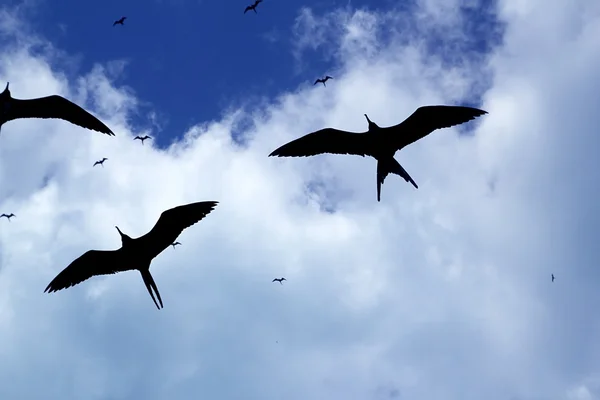 Fregat vogels silhouet achtergrondverlichting broedseizoen — Stockfoto