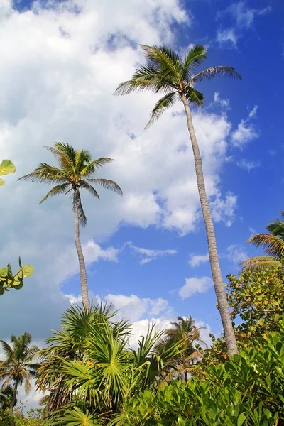 Coconut palm ağaçlar tropikal tipik arka plan — Stok fotoğraf