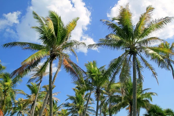 Kókusz pálmafák trópusi tipikus háttér — Stock Fotó