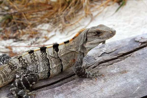 Iguana in Messico su legno grigio invecchiato vicino alla spiaggia — Foto Stock
