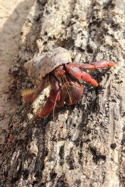 Cangrejo ermitaño de patas rojas en la playa de México — Foto de Stock