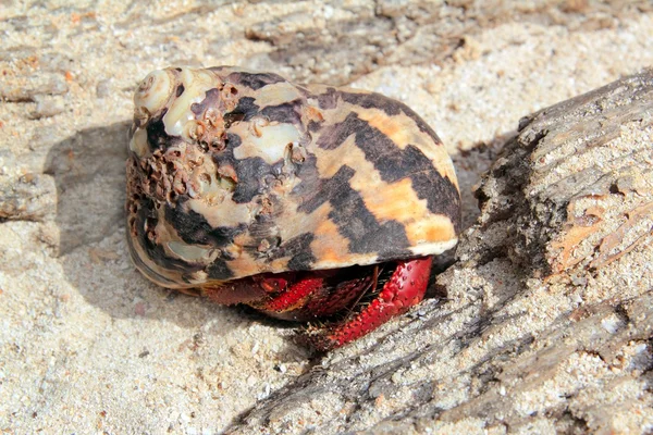 Red Legged Hermit Crab in Mexico beach sand — Stock Photo, Image