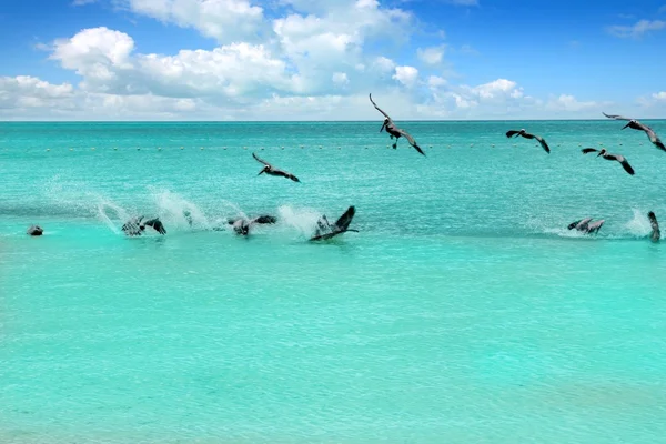 カリブ海ペリカンのターコイズ ブルーのビーチの熱帯の海 — ストック写真