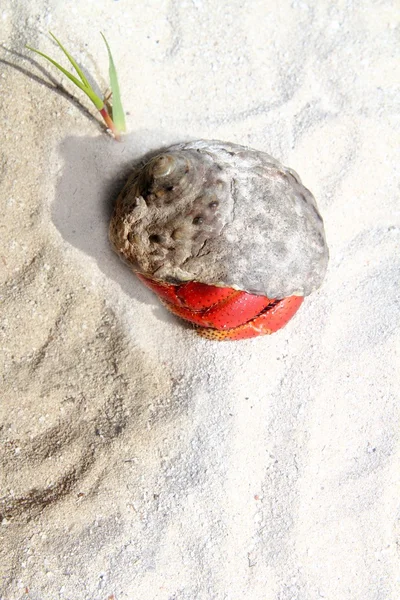 Rode poten heremietkreeften in mexico strand zand — Stockfoto