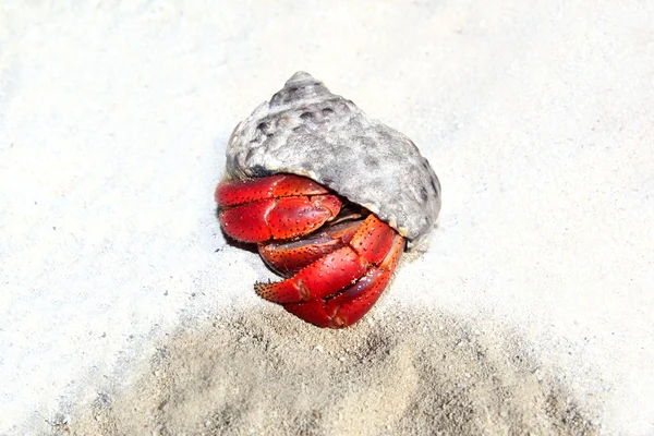 红脚寄居蟹在墨西哥海滩沙子 — 图库照片